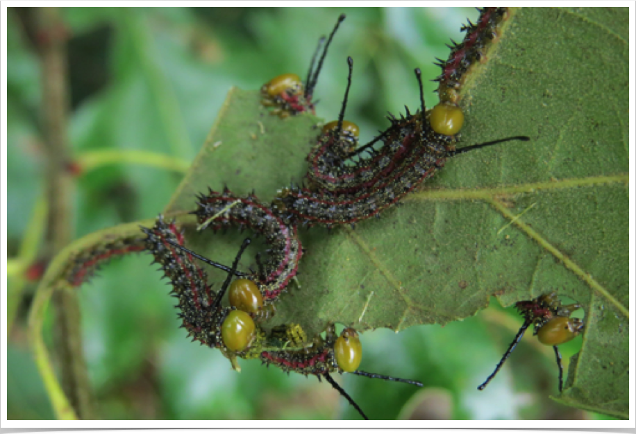 Pink-striped Oakworm on Oak
Anisota virginiensis
Perry County, Alabama

